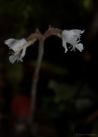 Anoectochilus elatus Lindl.